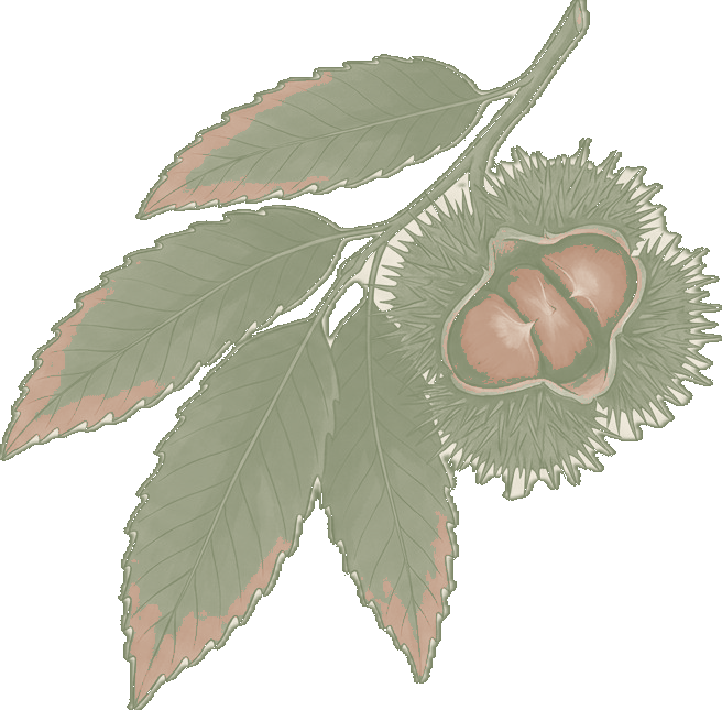 Chestnut branch with open spiny husk revealing chestnuts inside